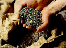 Graines de blé noir